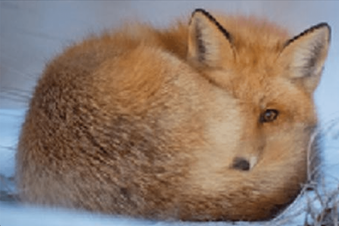 Original low resolution image zoomed in